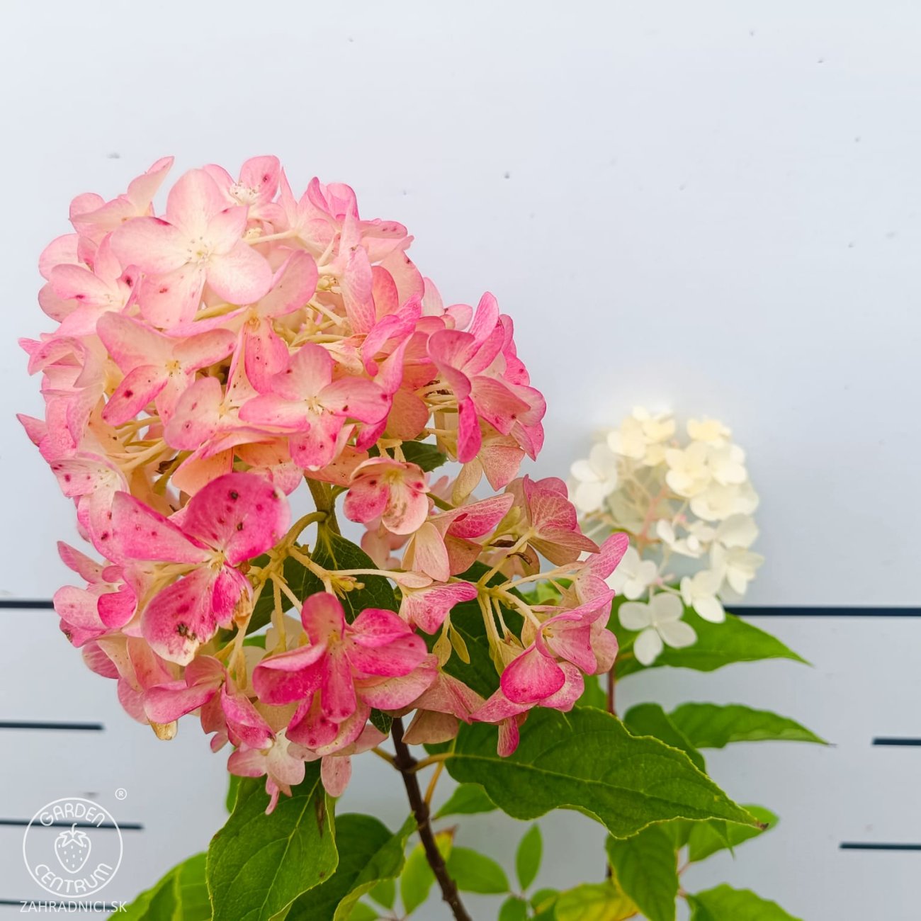 Obrázok Hortenzia metlinatá (Hydrangea paniculata) ‘LIVING PINK & ROSE’® by LIVING CREATIONS® - výška 50-70 cm, kont. C2L